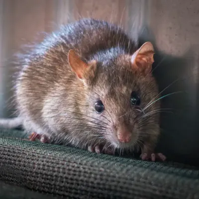 mouse inside a home