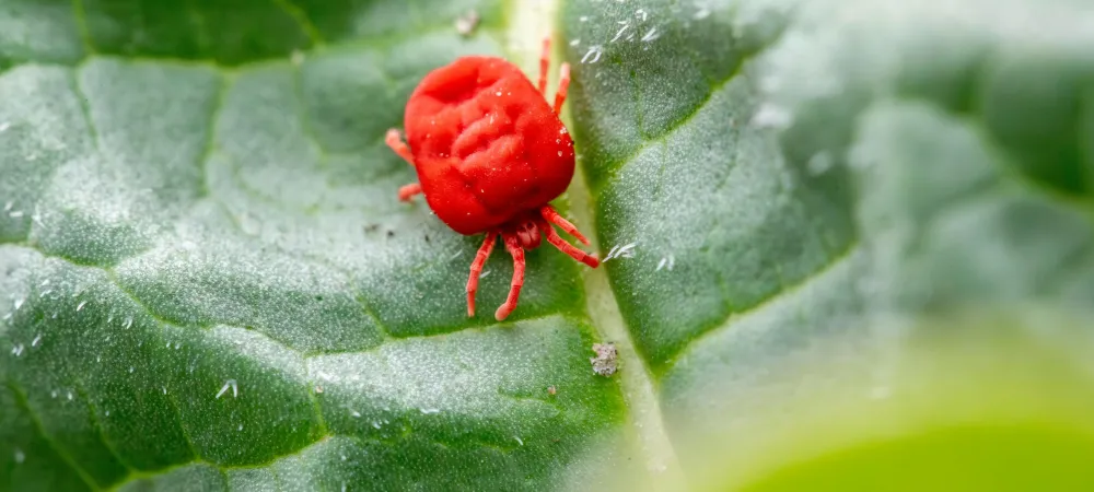 a close up picture of a clover mite on a leaf