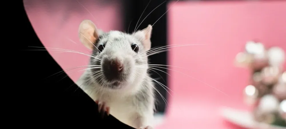 Small white rat
